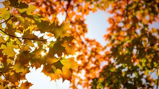 Autumn Color Background Screensaver (No Sound) — 4K UHD