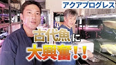 ラインナップやばすぎ アクアショップ魚力 静岡県静岡市の熱帯魚 爬虫類販売店 Youtube