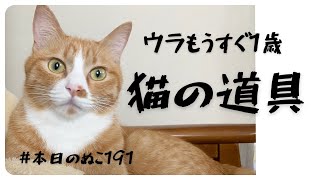 本日のぬこ191【ウラもうすぐ1歳、買ってよかった猫道具】