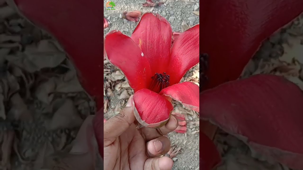 Introduction of Red Silk Cotton Tree | Medicinal Importance of Bombax ceiba