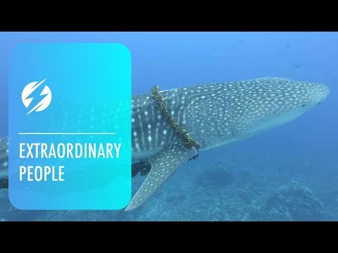 Family Of Divers Rescue Whale Shark From Fishing Rope - Family Of Divers Rescue Whale Shark From Fishing Rope