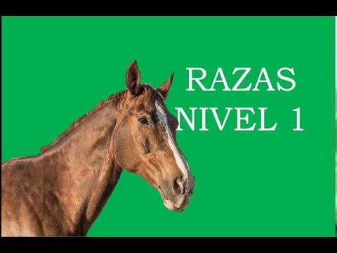Vídeo: Raza De Cavalls Andins Hipoalergènics, De Salut I De Vida