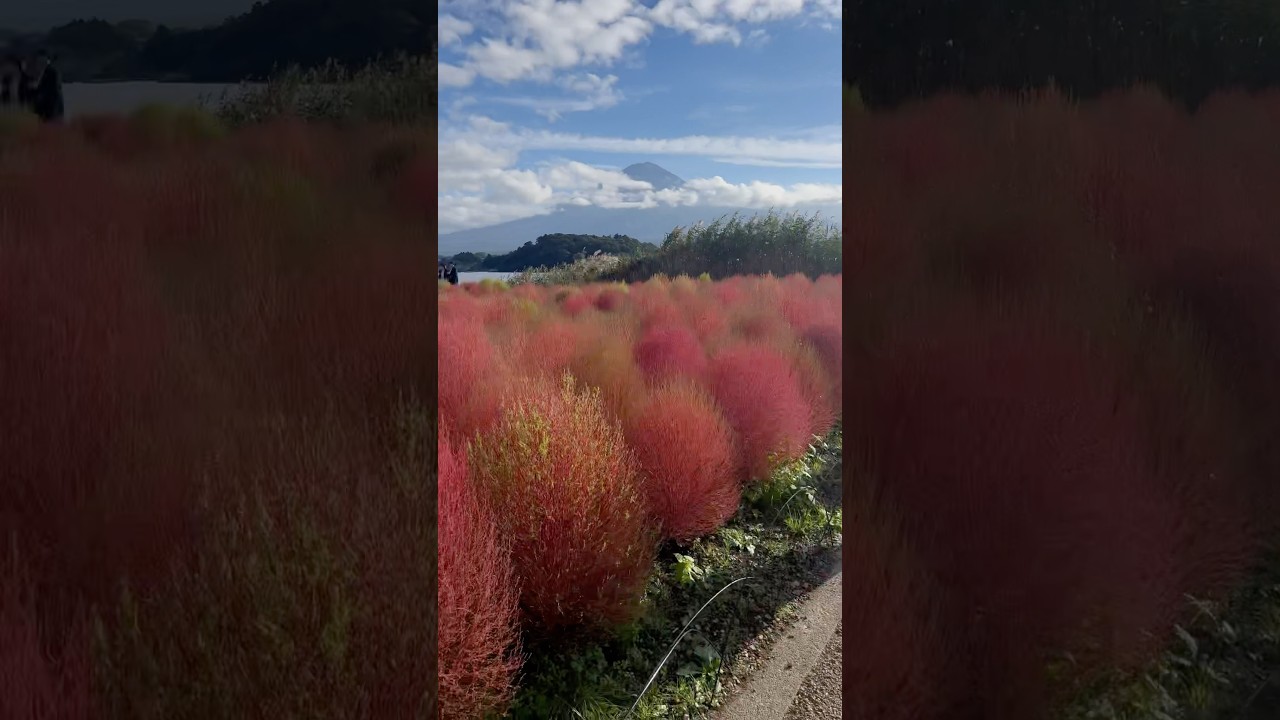 The most beautiful place in Japan! Colourful garden near Fuji mountain 