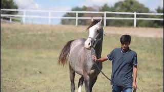 Mavi Sakal ( 2y ke Haberbatur - Dilruba Sultan / Zenginoğlu )