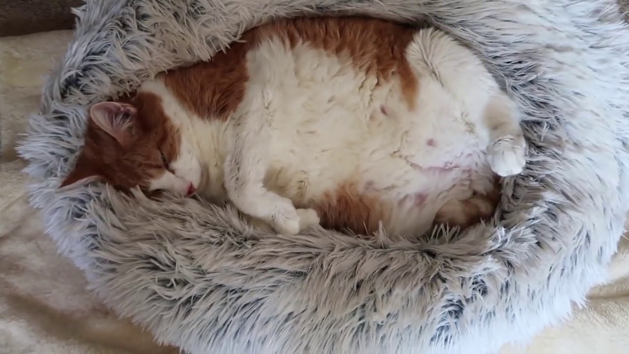 Cat Looks Like An Egg YouTube