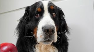 My Bernese Mountain Dog tried some fruits