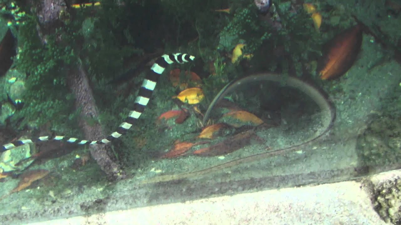 シマウミヘビ Harlequin Snake Eel Myrichthys Colubrinus Youtube