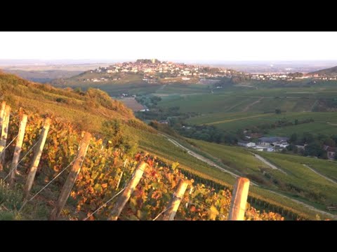 Private Wine Tasting at a Renowned Sancerre Winery