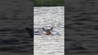 Crocodile Chases Down Impala