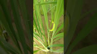Rice horned caterpillar