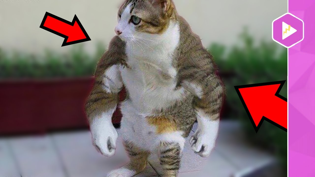 Watch the strongest and funniest animales 😹💪|| Compilation of cute pets