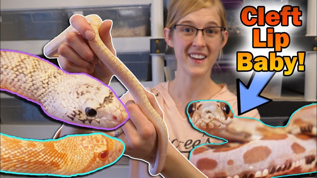 Snake Holdbacks Update on our 2019 Holdback Snakes (the keepers!) - YouTube