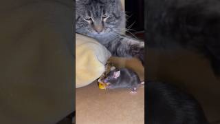 Кошки мышки) #maincoon #youtube #shortvideo #cat #mouse #tomandjerry