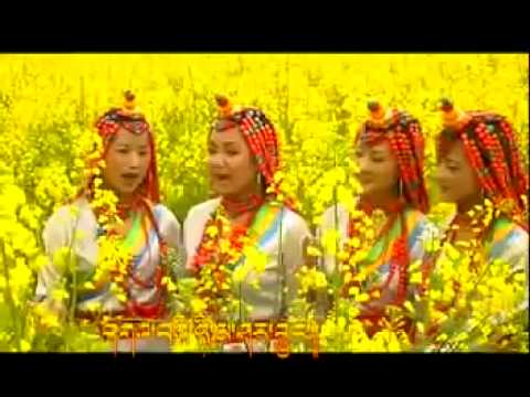 Tibetan Culture flourishing (Song & Dance) #444