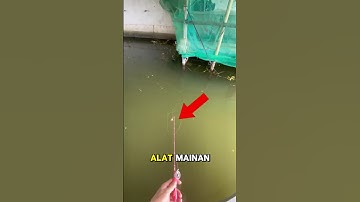 Skill❗#viralvideo #shorts #mancing #ikan #videolucu #videolucuterbaru