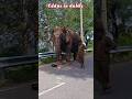 சீக்கிரம் சாப்பிடு நேரம் ஆகுது #shortsfeed #elephant #dubbing #comedy #funnyanimals