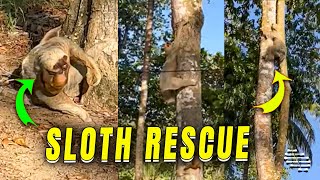 Mother Sloth Rejoices After Baby's Rescue (Demonstrates Strong Bond)