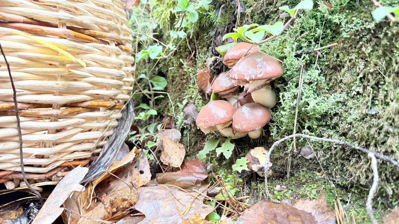 Грибной сезон 2025!!! Конец октября, но сезон рано заканчивать?! Грибов море и разных, на любой вкус