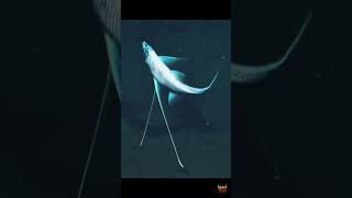 The Strangest Fish in the Ocean Will Shock You 😳