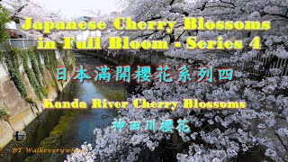 Kanda River/神田川/Encountering Japanese Cherry Blossoms in full bloom/巧遇日本櫻花滿開