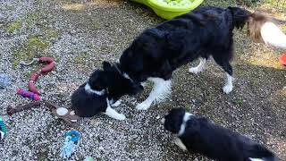 CHIOTS DE PAWNEE DES HAUTS DE VOUVRAY ET EÒS FROM THE STONE OF SCONE - 6ème semaine - Sept. 2023/4