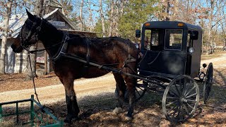 Weekend Buggy Ride… 💕 #horse #country #missouri #oldfashioned #fun #amish #mennonite #oldschool