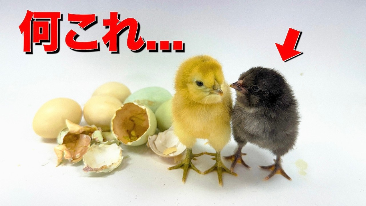 卵から普通じゃないヒヨコが生まれた
