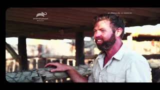 el último de su especie León del cabo latino part 2