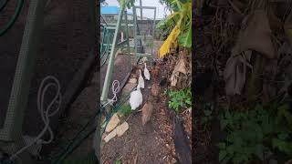 Almost Got Them All Almost