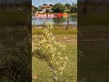 #motivacional #pássaroslivres #natureza #passeionoparque #obradedeus #aveslivres