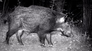 Piège photographique - Jeune Chat forestier Chevreuil Renard Pic épeiche Sanglier Ecureuil roux