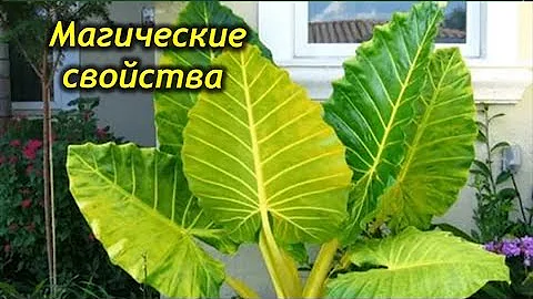 Магические свойства Алоказии. Приметы и суеверия об Алоказии.