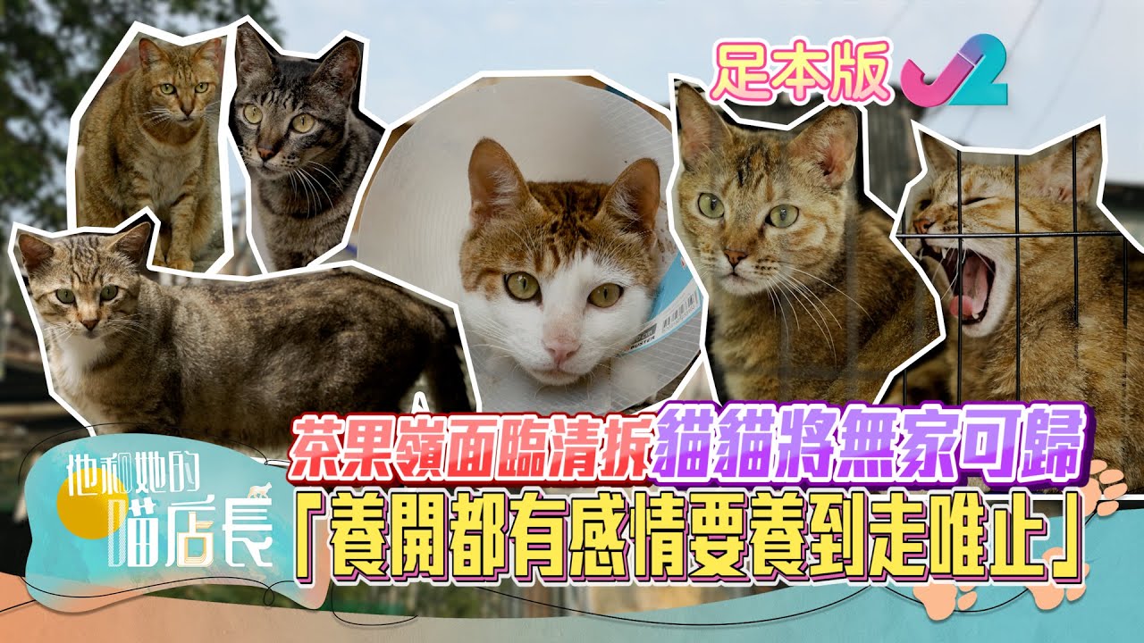 【足本睇】他和她的喵店長第5集- 貓蹤處處的茶果嶺村｜J2