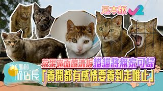 【足本睇】他和她的喵店長第5集- 貓蹤處處的茶果嶺村｜J2