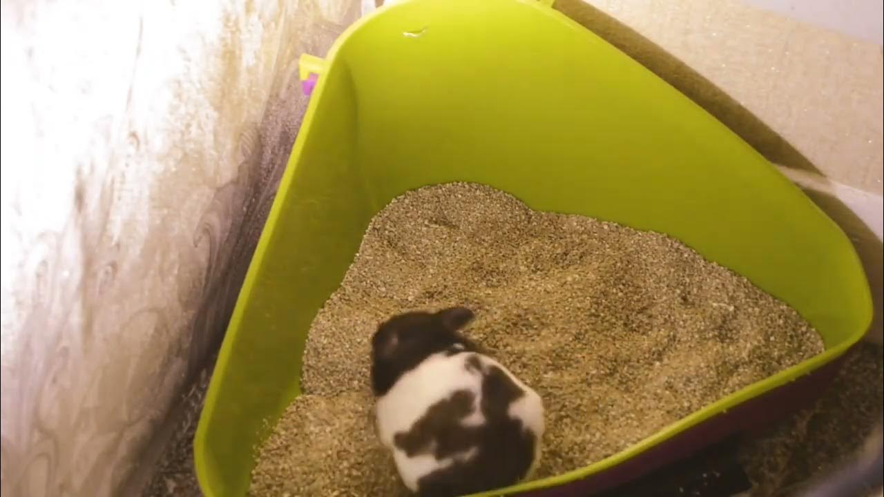 Cute animal, Syrian hamster 🐹 💖 girl. How to bathe a hamster, dust bath