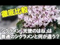 シクラメン「天使のはね」は普通のシクラメンと何が違うの?