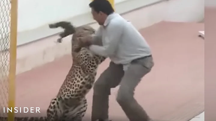 Leopard Attacked A School In India - DayDayNews