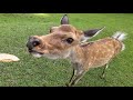 奈良公園 オス鹿さんの泥付けに遭遇