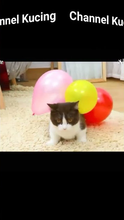 Kucing Bermain Balon Lucu #kucingmain #kucingmainbalon #shorts