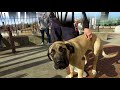 6mo American Mastiff (Dudley) | 100% Off Leash in Just 2 Weeks!! | Best Spokane Dog Trainer 6mo American Mastiff (Dudley) | 100% Off Leash in Just 2 Weeks!! | Best Spokane Dog Trainer