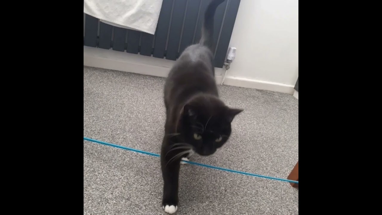 chase Me Charlie with my cat socks ❤