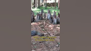 monyet juga sedih lihat t3man di makan ular piton#creator #monkey #youtubeshorts#trendingshorts