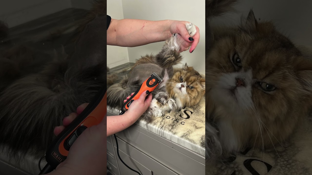 Louie's First Day of Cat Grooming