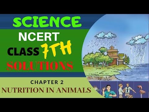 NCERT Solutions Class 7 Science Chapter 2 Nutrition in Animals - YouTube
