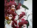 шикарное цветение Орхидея Каода