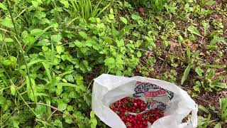 Wild foraging mock strawberries