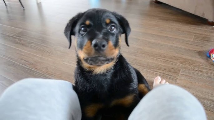 8 Week Old Christmas Rottweiler Puppies - Youtube