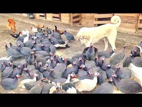 Video: Yaban tavuğunun yaşam tarzı ve habitatı