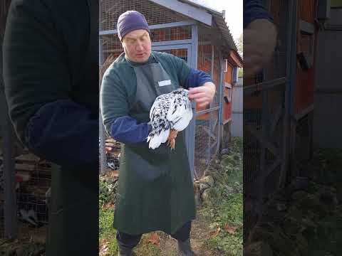 САМАЯ ЯЙЦЕНОСКАЯ КУРОЧКА