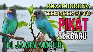 Suara pikat burung Tengkek Buto ampuh